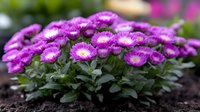 Vibrant pink ice plant flowers blooming in garden bed with dark soil and green foliage background, macro nature photography showing detailed petals and leaves.
