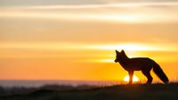 Fox silhouette standing on hill against golden sunset sky with warm orange and yellow clouds creating dramatic wildlife scene for nature photography.