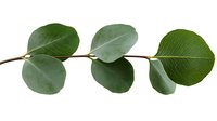 Fresh eucalyptus branch with round green leaves isolated on white background, natural botanical element for design projects and floral arrangements.