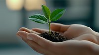 Young green seedling growing in soil held in female hands, symbolizing growth, nurturing, and environmental sustainability.