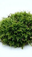 Fresh green moss isolated on white background, suitable for botanical, nature, gardening, and design projects.