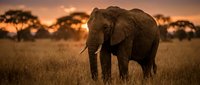 Majestic African elephant standing in golden savanna grassland during stunning sunset with acacia trees silhouetted against warm orange sky in wildlife reserve.