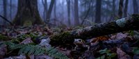 Misty forest floor with moss-covered fallen log and autumn leaves in atmospheric woodland setting for nature backgrounds and environmental concepts.