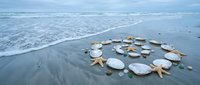 Seashells and starfish arranged in circle on wet beach sand with ocean waves. Natural coastal decoration concept for spa, meditation and marine themes.