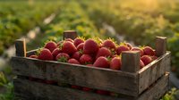 Fresh ripe strawberries in wooden crate at organic farm during golden hour harvest time for healthy eating and agricultural produce marketing.