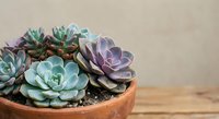 Colorful succulent plants arrangement in terracotta pot on wooden surface with neutral background for home decor and gardening projects.
