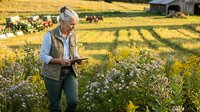 Senior farmer using tablet technology in blooming field during golden hour sunset with cattle grazing in background for modern agriculture management.