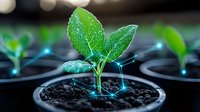 Young green plant seedling growing in soil with glowing digital network connections, representing agricultural technology and smart farming solutions.