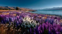 Vibrant purple lupine flowers bloom along scenic lakeside with snow-capped mountains under clear blue sky, creating stunning natural landscape for travel content.