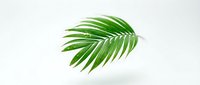 Fresh green palm leaf isolated on white background for tropical design projects and natural decor elements.