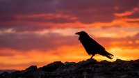 Black raven silhouette perched on rocky surface against dramatic orange and purple sunset sky. Wildlife photography for nature themes and gothic designs.
