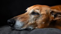 Close up portrait of resting brown dog with gray muzzle lying on dark background, selective focus on expressive blue eyes and nose showing aging pet companion.