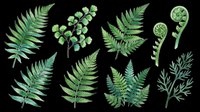 Fern leaves and botanical foliage isolated on transparent background. Ready for t-shirt design, clipart, stickers, sublimation, print-on-demand products and digital crafts.