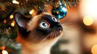 Siamese cat looking up at Christmas tree decorations with curious expression, blue eyes glowing against bokeh lights and ornaments in warm holiday setting.