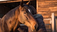 Close-up portrait of bay horse with white blaze at sunset, person in dark jacket grooming equine against rustic wooden barn background in golden light.
