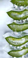 Fresh aloe vera leaves with pure water drops in macro view, showing natural gel texture and transparency for cosmetic and wellness concepts.