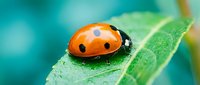 Orange ladybug with black spots resting on vibrant green leaf with water droplets in natural garden setting for nature and wildlife photography projects.
