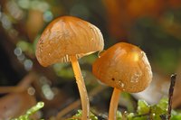 Orange mushrooms with translucent caps growing in forest moss, glowing in sunlight with bokeh background, showing delicate gills and slender stems in macro photography.