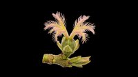 Tropical palm plant with feathery pink and golden fronds isolated on transparent background, ready for t-shirt designs, clipart, stickers, sublimation and print-on-demand projects.