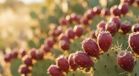 Prickly pear cactus with ripe purple fruits in golden sunlight, desert landscape with warm bokeh background for natural health and wellness concepts.