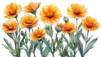 Orange cosmos flowers with green stems and leaves on white background, watercolor style botanical illustration for nature-inspired designs and floral patterns.