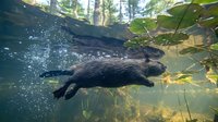 Beaver swimming underwater in natural forest pond with sunlight filtering through water surface and aquatic vegetation creating peaceful wildlife scene.