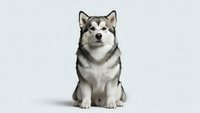 Adorable Siberian Husky puppy sitting on white background, fluffy gray and white fur, blue eyes, isolated for pet care and animal lover designs.