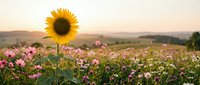 Single sunflower standing tall in blooming wildflower meadow at golden hour sunset with rolling hills landscape background for nature photography.