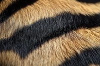 Close-up of tiger fur texture showing distinctive black and tan stripes, highlighting natural pattern and texture for wildlife or fashion design applications.