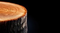 Cross-section of tree stump showing detailed annual growth rings and wood texture against black background, highlighting natural patterns in forestry.