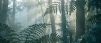 Misty forest with fern leaves in foreground creating dreamy atmospheric scene with soft sunlight filtering through trees and fog.