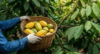 Farmer harvesting fresh cacao pods in wicker basket among tropical coffee plantation foliage for organic chocolate production and sustainable agriculture.