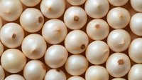 Fresh white onions arranged in rows creating natural pattern for cooking and culinary backgrounds. Organic vegetables harvest display for kitchen design projects.