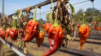 Ripe red bell peppers hanging on vine with dried foliage in sunny agricultural field, ready for harvest and cooking use.