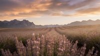 Lavender field at sunset with purple flowers in rows stretching toward distant mountains under golden orange sky creating peaceful agricultural landscape.
