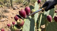 Gloved hand harvesting ripe red prickly pear fruit from a green cactus pad in a sunny desert landscape using tongs.