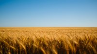 Golden wheat field stretching to horizon under clear blue sky during harvest season creating peaceful rural agricultural landscape.