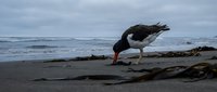 Oystercatcher bird foraging on sandy beach with driftwood under cloudy sky. Coastal wildlife scene perfect for nature and birdwatching content.
