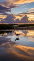 Shorebird wading in calm wetland waters at golden hour with dramatic clouds reflected in surface creating serene nature scene for wildlife photography.