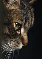 Close-up profile of cat face with striking golden eye and whiskers against dark background, dramatic lighting highlights feline features and fur texture.
