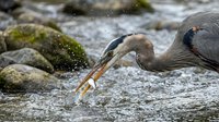 Great blue heron catching fish in shallow water with splashing droplets near mossy rocks along riverbank during successful hunting moment.