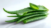 Fresh cut aloe vera leaves with water drops on white background, natural organic ingredient for skincare, cosmetics and healing properties.