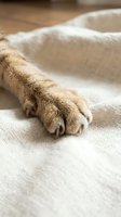 Close-up of cat paw resting on cream linen fabric, showcasing soft fur and pink toe beans on natural textile background for pet care content.