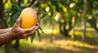 Farmer hand holding fresh ripe mango in orchard garden. Harvest season agriculture produce for food industry, farming business, organic fruit cultivation.