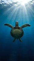 Sea turtle swimming underwater with sunlight rays penetrating blue ocean water creating dramatic lighting effect for marine wildlife photography.