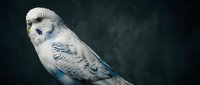 Adorable white and blue budgie with delicate feather details perched against dark background, suitable for pet care, wildlife, and animal lover content.