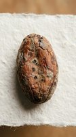 Cacao pod isolated on white background, showing textured brown shell with natural cracks and weathered surface for design use.