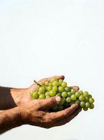 Mature male hands holding fresh green grapes against white background, suitable for agriculture, farming, harvest, organic produce, and food marketing campaigns.