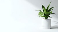 Green houseplant in white ceramic pot on clean white surface with natural shadow lighting for modern minimalist home decor and interior design concepts.