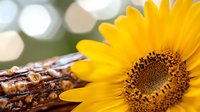 Vibrant yellow sunflower bloom close-up with rustic wooden log and soft bokeh background creates natural summer atmosphere for garden and nature designs.